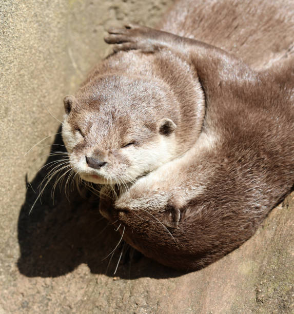 istock Close up of an Oriental Short Clawed Otter cuddling 958163394