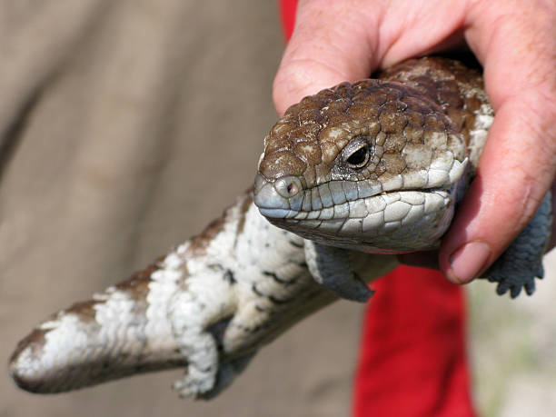 Shingleback Lizard stock photo