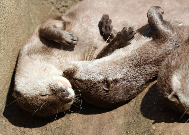 istock Close up of an Oriental Short Clawed Otter cuddling 958166756