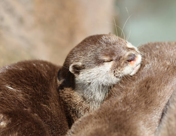 close-up de um afago de lontra curto de anã-oriental - oriental short clawed otter - fotografias e filmes do acervo