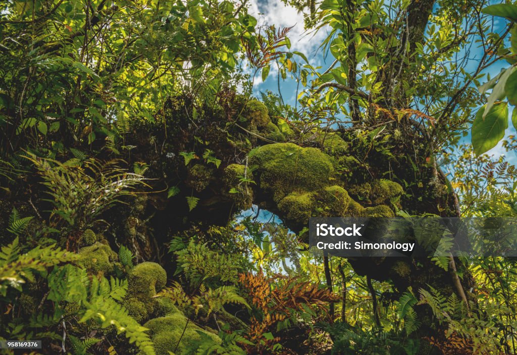 Overgrown tree trunk shot during cross island hike, Rarotonga, Cook Islands. Shot with Nikon D800E Adventure Stock Photo