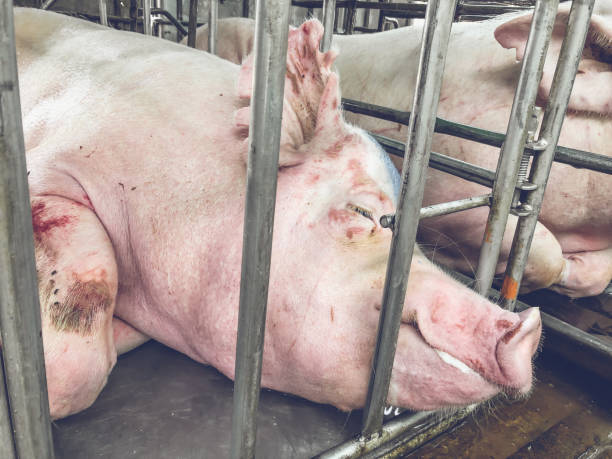istock Pig is in old and dirty iron stalls. 958169946