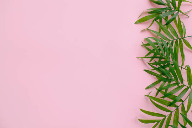 istock stylish summer flat lay. fresh palm leaves border on pink background with space for text. modern image. top view. summer vacation concept. travel and wanderlust 958170140