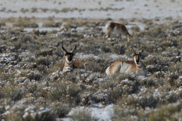 istock Pronghorn from New Mexico, with a large mountain range in the background 958170172