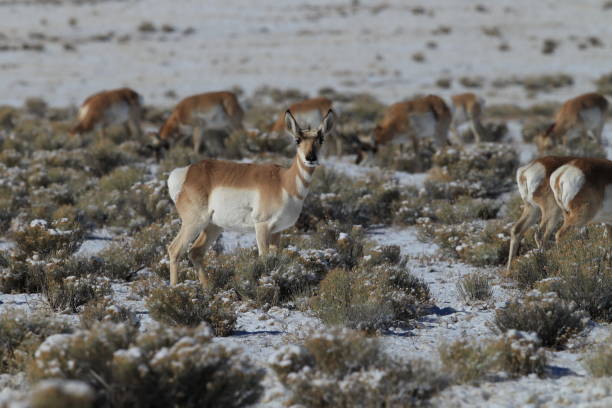 istock Pronghorn from New Mexico, with a large mountain range in the background 958172670