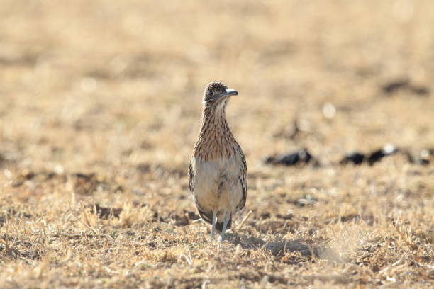 istock Roadrunner Bosque del Apache wildlife refuge in New Mexico 958172844