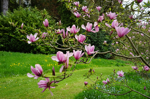 Closeup beautiful Magnolia flowers, background with copy space, full frame horizontal composition
