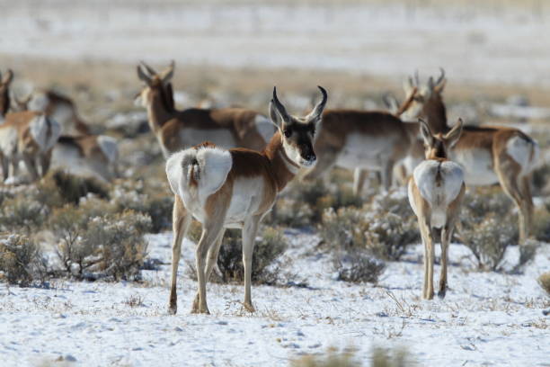 istock Pronghorn from New Mexico, with a large mountain range in the background 958173170