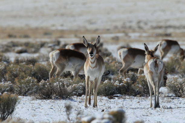 istock Pronghorn from New Mexico, with a large mountain range in the background 958173256
