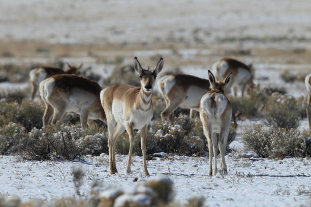 istock Pronghorn from New Mexico, with a large mountain range in the background 958173258