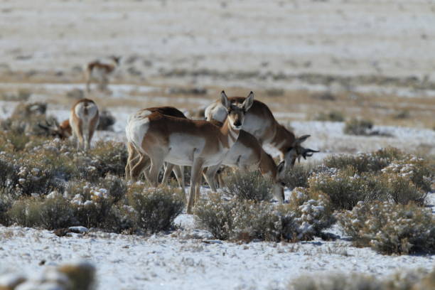 istock Pronghorn from New Mexico, with a large mountain range in the background 958173452