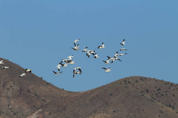 istock Snow geese Bosque del Apache, New Mexico USA 958173764