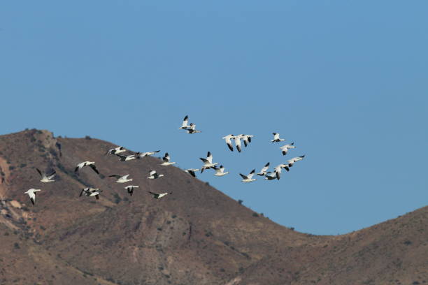 istock Snow geese Bosque del Apache, New Mexico USA 958173800