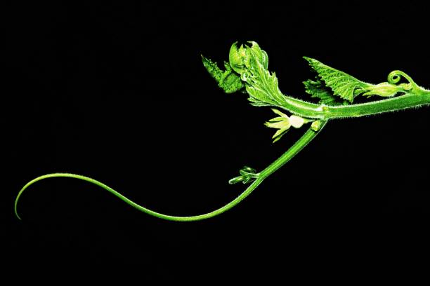 istock Long soft curve branch of Zucchini (black background) 958173954