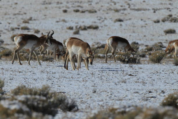 istock Pronghorn from New Mexico, with a large mountain range in the background 958174214