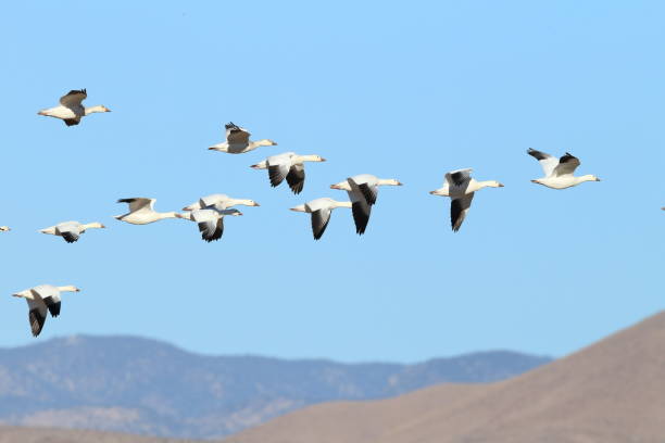 istock Snow geese Bosque del Apache, New Mexico USA 958174512