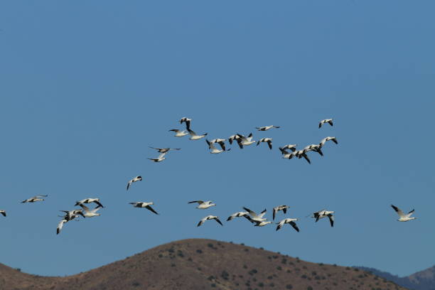 istock Snow geese Bosque del Apache, New Mexico USA 958174544