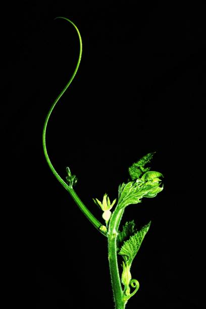 Long soft curve branch of Zucchini (black background)