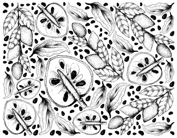 Hand Drawn Wallpaper of Ripe Cherimoya and Wampee Fruits Tropical Fruit, Illustration Wallpaper of Hand Drawn Sketch of Cherimoya, Annona Cherimola and Wampee or Clausena Lansium Fruits Isolated on White Background. annona reticulata stock illustrations