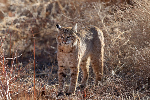 istock Bobcat,Lynx rufus,Bosque del Apache National Wildlife Refuge 958176716