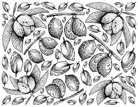 Tropical Fruit, Illustration Wallpaper of Hand Drawn Sketch Chalta, Elephant Apple or Dillenia Indica and Charichuelo or Garcinia Madruno Fruits Isolated on White Background.