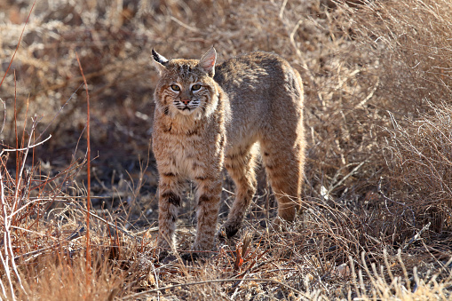 Bobcat,Lynx rufus,Bosque del Apache National Wildlife Refuge