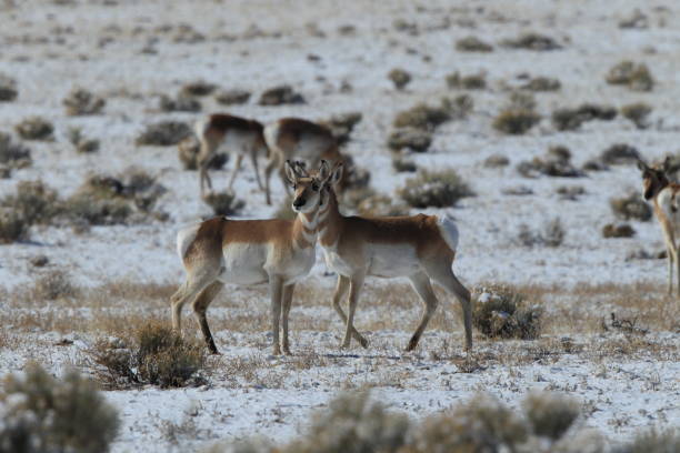 istock Pronghorn from New Mexico, with a large mountain range in the background 958176892
