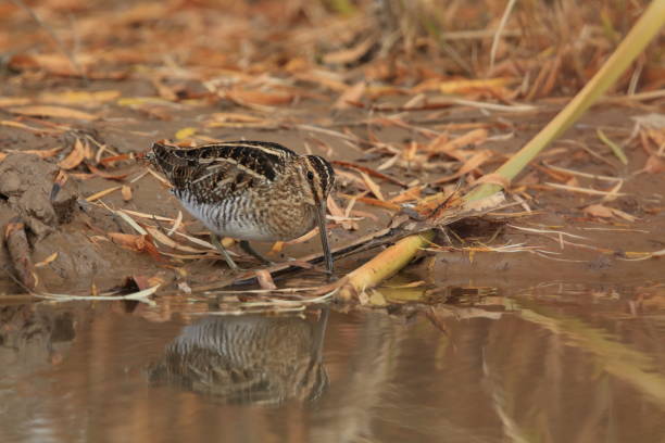 istock common snipe (Gallinago gallinago) new mecico usa 958176912