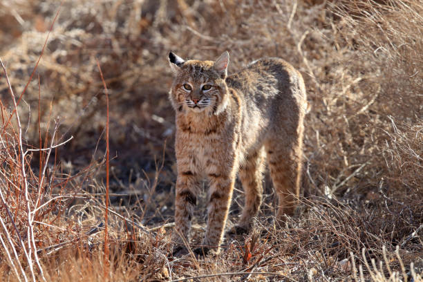 istock Bobcat,Lynx rufus,Bosque del Apache National Wildlife Refuge 958176938