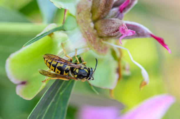 istock Wasp vespula germanica gathers nectar from a deflorate peony flower 958176966