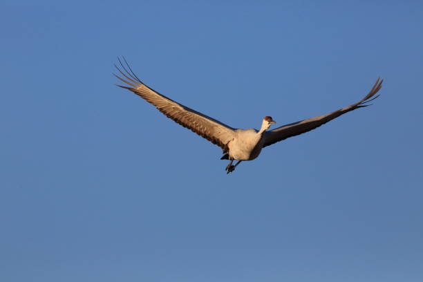 sandhill crane apache de del bosque wildlife reserve novo méxico eua - sandhill crane - fotografias e filmes do acervo