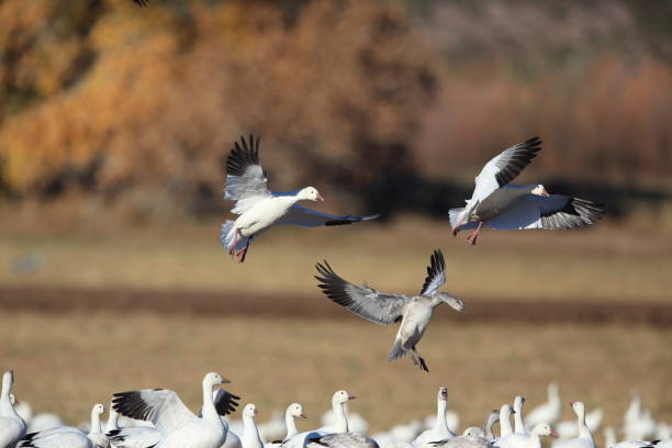 istock Snow geese Bosque del Apache, New Mexico USA 958177022