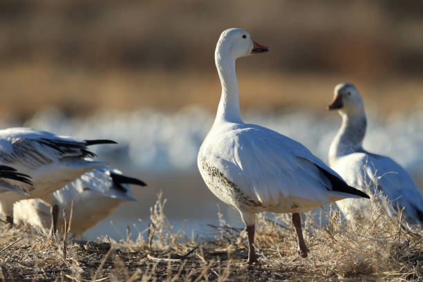istock Snow geese Bosque del Apache, New Mexico USA 958177030
