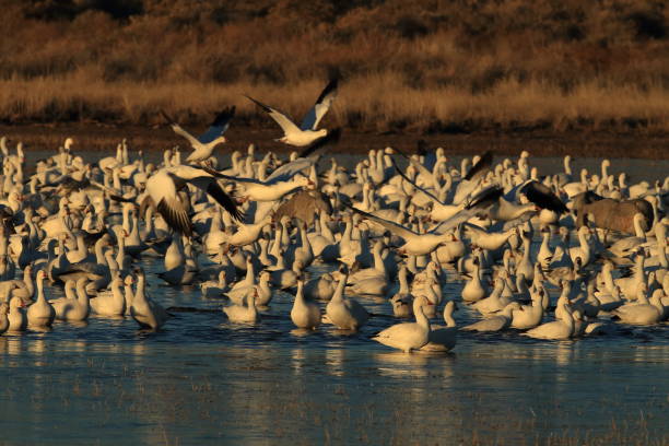 istock Snow geese Bosque del Apache, New Mexico USA 958177166