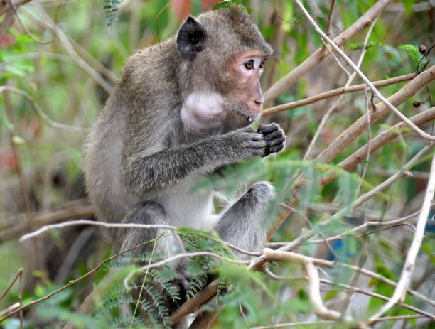 istock Thailand, Pattaya. Macaques 958177718