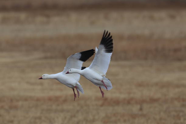 istock Snow geese Bosque del Apache, New Mexico USA 958177904