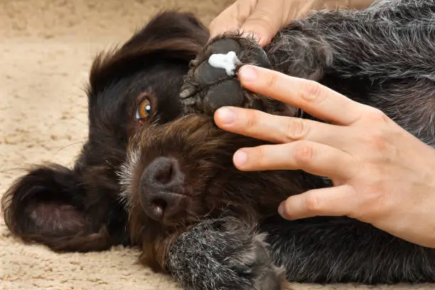 hands of owner smearing ointment to the paw of dog, closeup