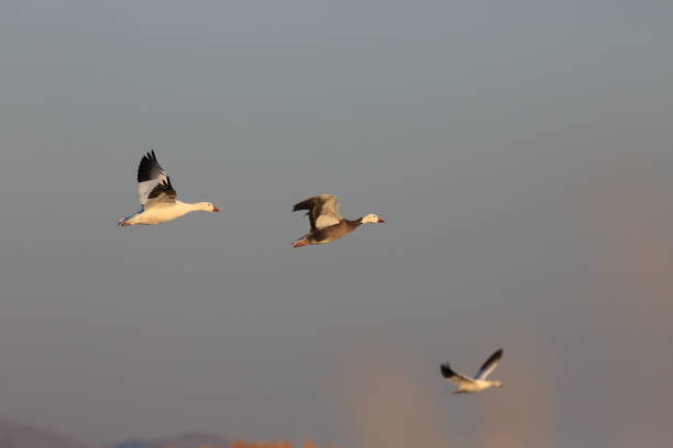 istock Snow geese Bosque del Apache, New Mexico USA 958180132