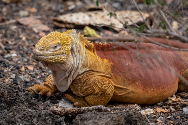 istock Galapagos Land Lguana (Conolophus subcristatus) in Galapagos Islands, Ecuador 958180352
