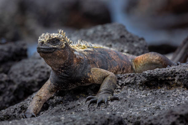 istock Marine Iguana (Amblyrhynchus cristatus) in Galapagos Islands, Ecuador 958180356