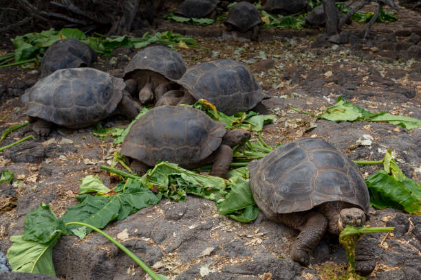istock Galapagos Giant Tortoise (Chelonoidis nigra) in Galapagos Islands, Ecuador 958180362