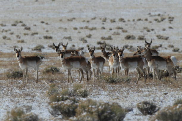 istock Pronghorn from New Mexico, with a large mountain range in the background 958180374