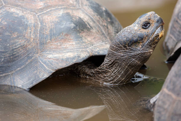 istock Galapagos Giant Tortoise (Chelonoidis nigra) in Galapagos Islands, Ecuador 958180396