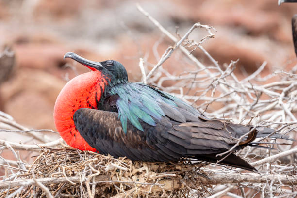 istock Great Frigatebird (Fregata minor) in Galapagos Islands, Ecuador 958180414