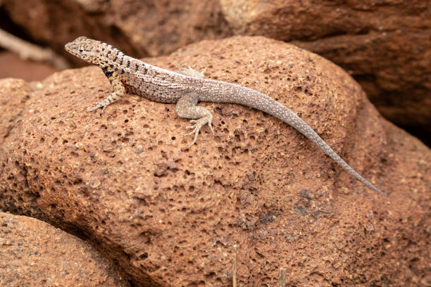 istock Galapagos Lava Lizard (Microlophus albemarlensis) in Galapagos Islands, Ecuador 958180418