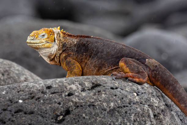 istock Galapagos Land Lguana (Conolophus subcristatus) in Galapagos Islands, Ecuador 958180422