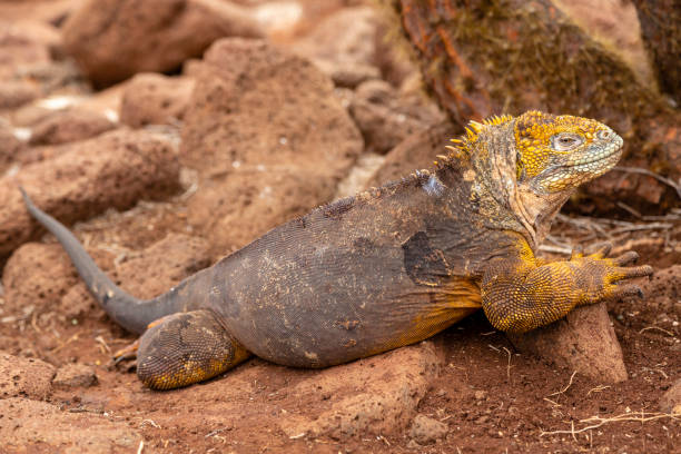 istock Galapagos Land Lguana (Conolophus subcristatus) in Galapagos Islands, Ecuador 958180434