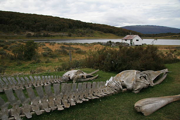 istock Estancia Harberton near Ushuaia 95818064