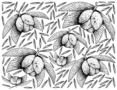 Tropical Fruit, Illustration Wallpaper of Hand Drawn Sketch Chalta, Elephant Apple or Dillenia Indica Fruits Isolated on White Background.