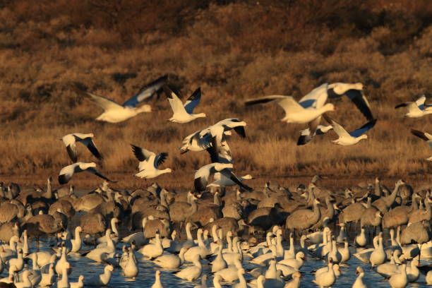 istock Snow geese Bosque del Apache, New Mexico USA 958180836
